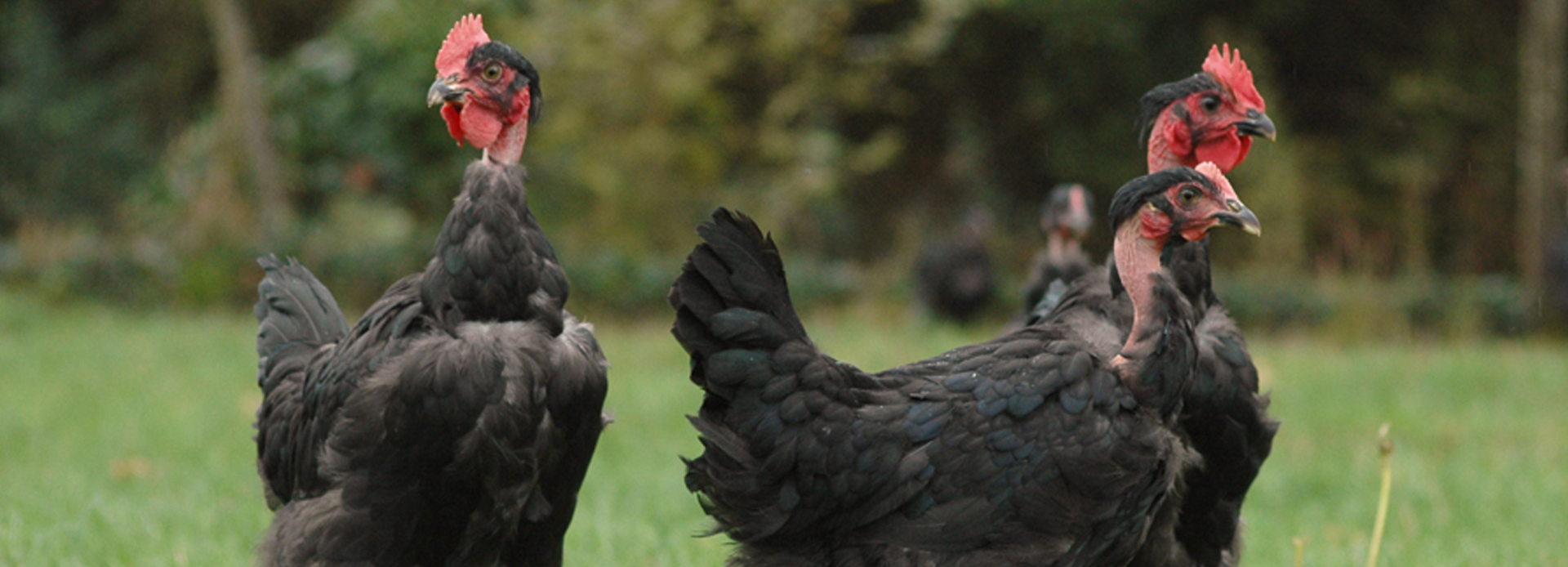 Le poulet noir certifié